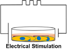 ePacer_electridal_stimulation