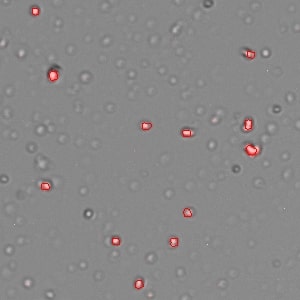 AOPI_Nuclei_Tomato_Root