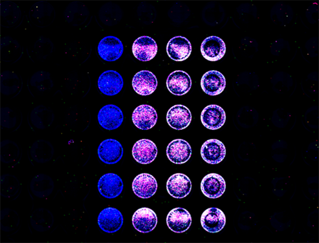 Odyssey_applications_Plate.png