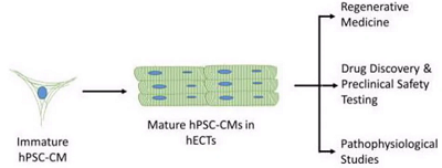 Cardiomyocite-Maturation-Overview