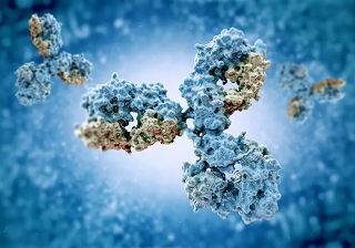 antibody_protein_peptide