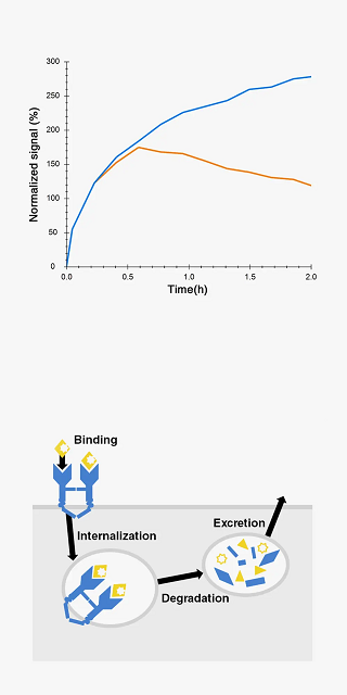 phsyological_processes