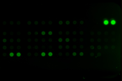 protein-array.jpg