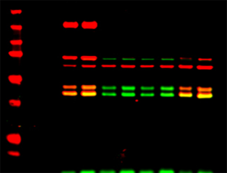 Odyssey_applications_Membrane.png