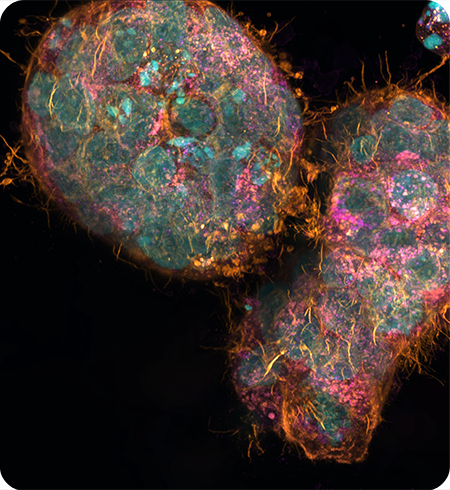 liver model-450px