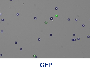 GFP