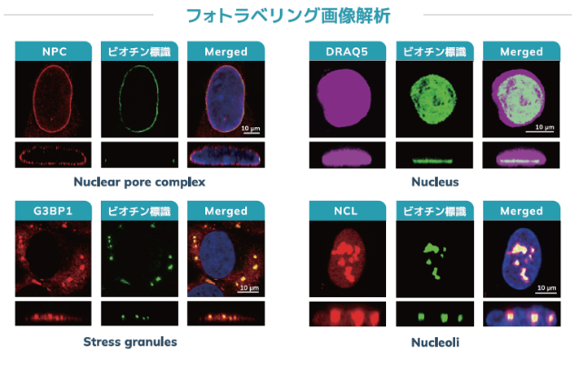 Photolabeling-Based Subcellular_Imaging_Analysis