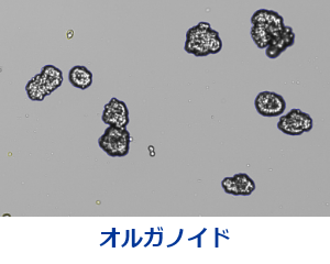 Organoid.png