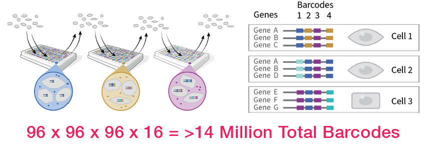parse-evercode-combinatorial-barcoding-scheme