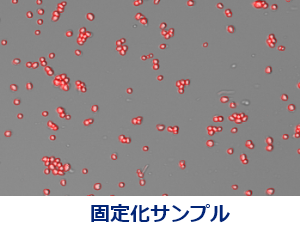 固定化サンプル