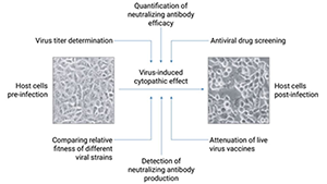 plaque_assay_workflow.png