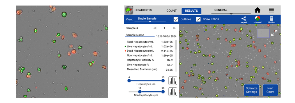 DeNovix_Hepatocyte_Analysis_with_CellDrop_FLi_App
