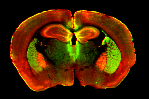 tissue-section.jpg