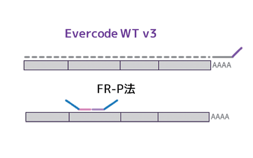 evercode-wt-v3-vs-frp-methodology-comparison-polyA-cDNA-synthesis
