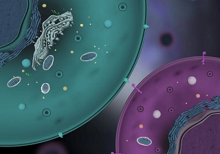 virus_bacteria_cells
