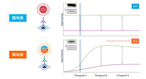 Fluorescence vs Chemiluminescence