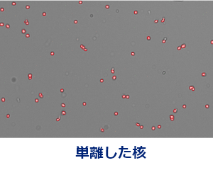 単離した核