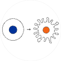 features_3_differentiation-maturation.png