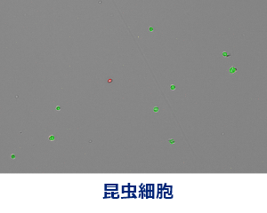 昆虫細胞