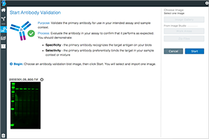 ES_antibody-validation