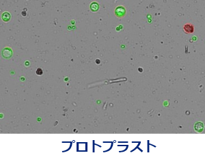 プロトプラスト