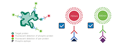 Phospho_WB_experimental setup_2