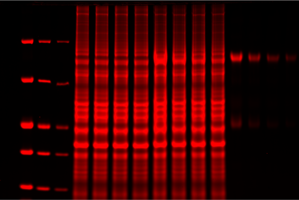 coomassie-red-gel.png
