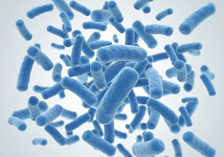 bacteria