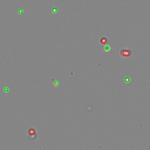 AOPI_Mouse_Lymph_Node