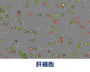 肝細胞