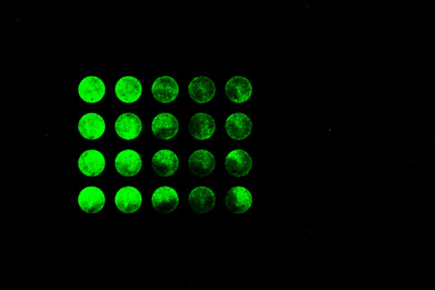 rnai-knockdown-plate-SKM-842-60-5-6.jpg