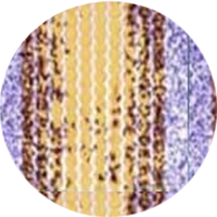wound_healing_link.png