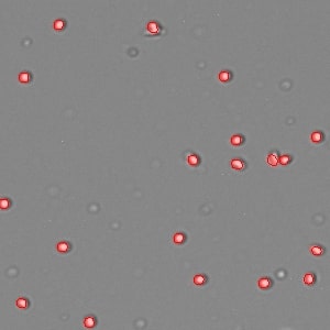 AOPI_Nuclei_Frozen_Mouse_Prostate