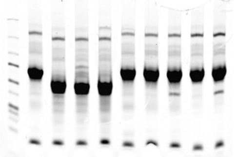 glycoprotein.jpg