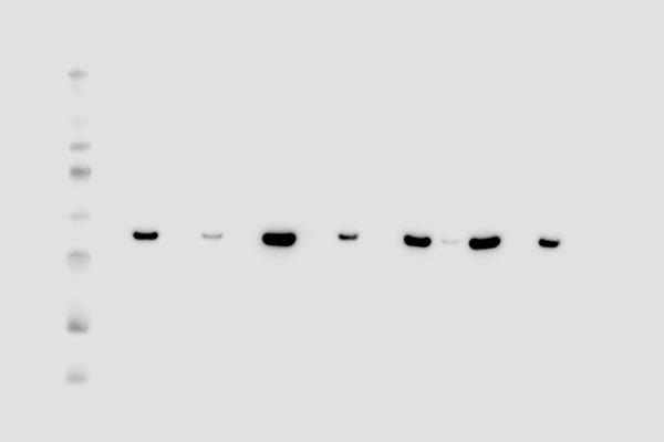 fc-chemi-data.png