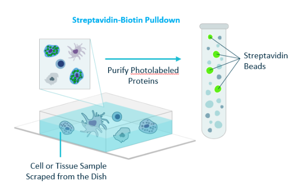 Streptavidin_Biotin_Pulldown_of_Photolabeled_Proteins