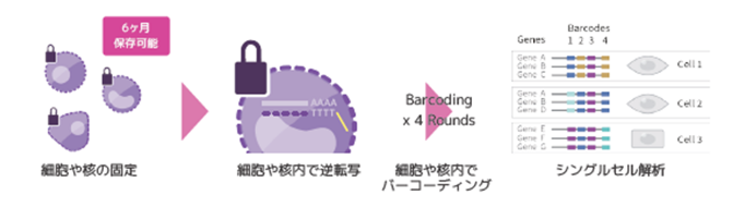 parse-evercode-single-cell-workflow