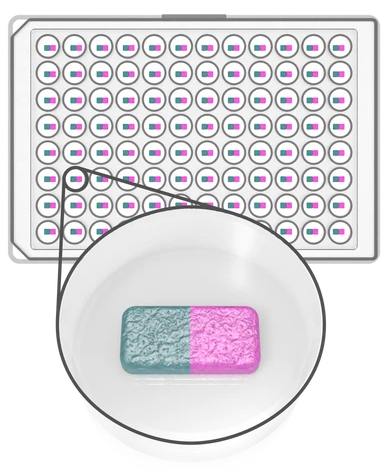 double_matrix_model_adjusted