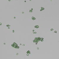 CHO_bl_declustering