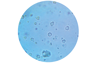 Cells_mouse kidney_edited