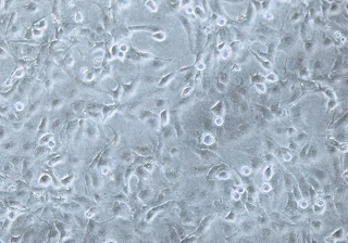 adherent_cells