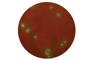 Nuclei_mouse small intestine_edited