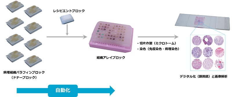 TMA_automated_workflow_resized