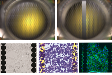 EPlate&EPlateVIEW