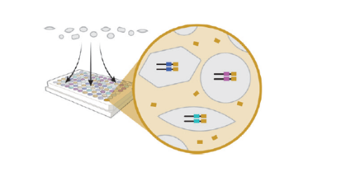 parse-evercode-barcoding-round2-sample-splitting