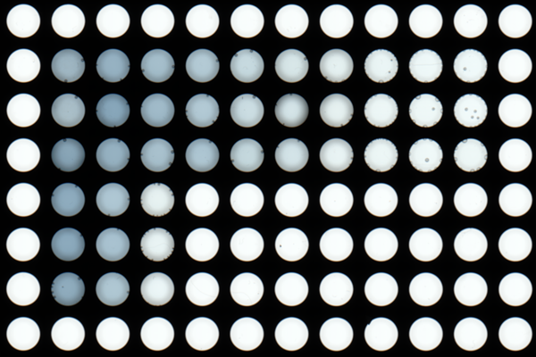 protein-estimation-assay.png