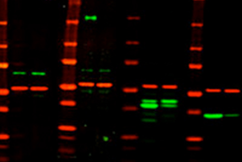 gene-knockdown-knockout.jpg