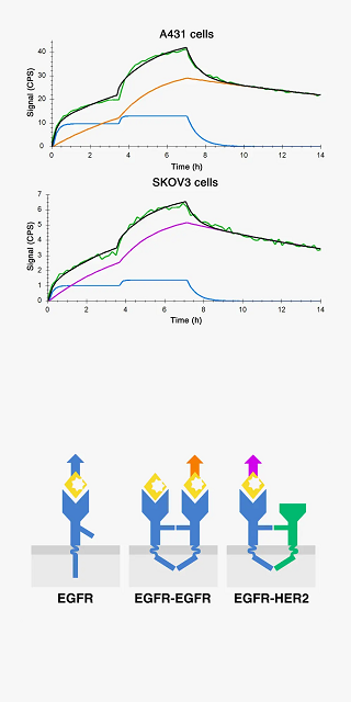clustering_and_dimerization