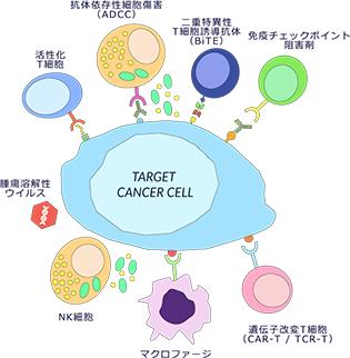 様々ながん免疫療法のキリングアッセイで使用実績