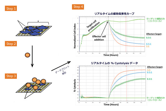 ラベルフリー＆リアルタイム がん免疫アッセイの原理